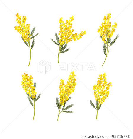 Silver Wattle or Mimosa with Bipinnate Leaves and Yellow Racemose Inflorescences Vector Set 93736728