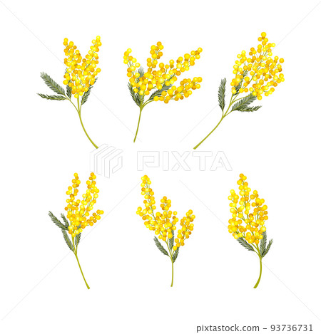 Silver Wattle or Mimosa with Bipinnate Leaves and Yellow Racemose Inflorescences Vector Set 93736731