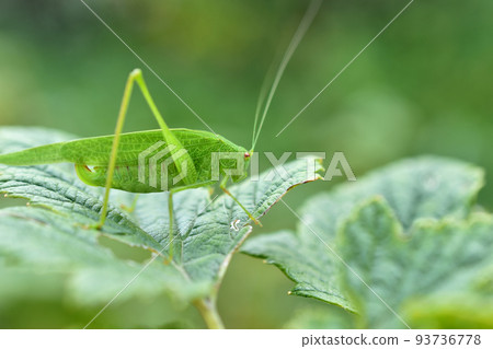 A large green grasshopper sits on a leaf. A large green grasshopper sits on a leaf. 93736778
