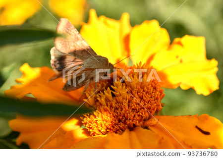 A close-up of a silkworm butterfly that sits on a flower. A close-up of a silkworm butterfly that sits on a flower. 93736780