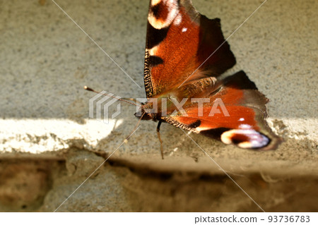 Butterfly hives with spread wings sits on a gray wall. Butterfly hives with spread wings sits on a gray wall. 93736783