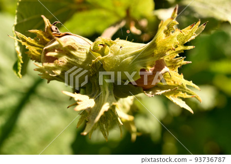 Hazelnuts ripen on a tree branch. Hazelnuts ripen on a tree branch. 93736787