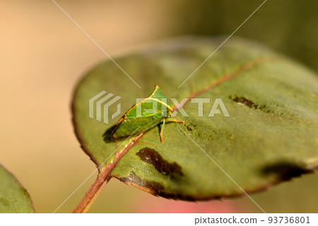 A green buffalo sits on a leaf. 93736801