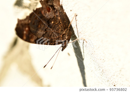 Butterfly Urticaria with folded wings side view on white. Butterfly Urticaria with folded wings side view on white. 93736802