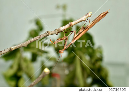 A brown praying mantis hangs on a branch. A brown praying mantis hangs on a branch. 93736805