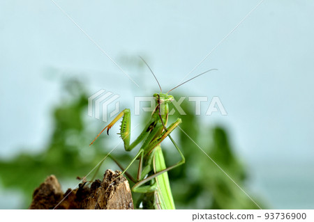 Praying mantis green, shot out front. Praying mantis green, shot out front. 93736900