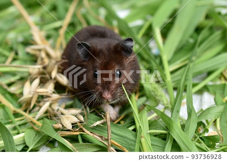 Home hamster brown, shot out front. Home hamster brown, shot out front. 93736928