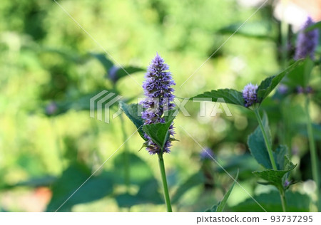 Agastache foeniculum,  also called  giant hyssop, Indian mint or blue licorice 93737295
