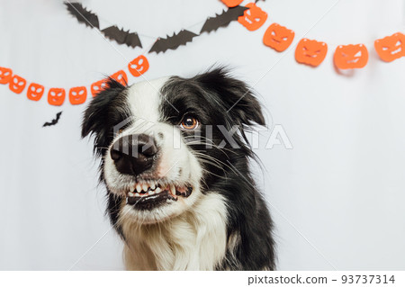 Trick or Treat concept. Funny puppy dog border collie with scary and spooky funny smiling halloween face on white background with halloween garland decorations. Preparation for Halloween party 93737314