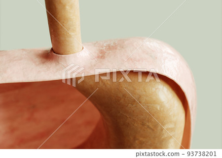 Stomach entrance and diaphragm in a healthy condition - 3D rendering 93738201