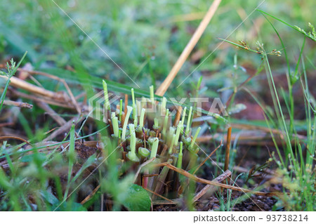 Mombasa guinea 93738214