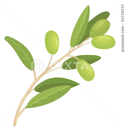 Green olives on branch with leaves. Oil plant twig Green olives on branch with leaves. Oil plant twig 93738333