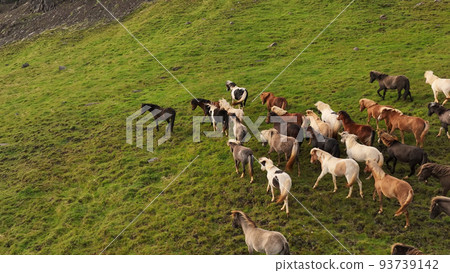 Icelandic horses grazing in the field. 93739142