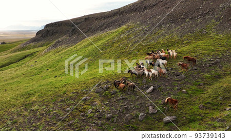 Icelandic horses grazing in the field. 93739143