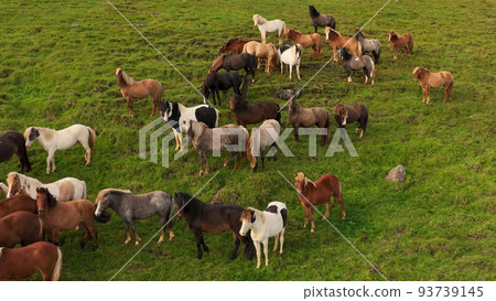 Icelandic horses grazing in the field. 93739145