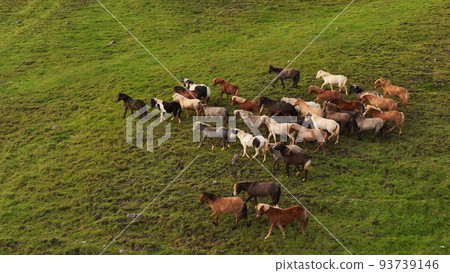 Icelandic horses grazing in the field. 93739146