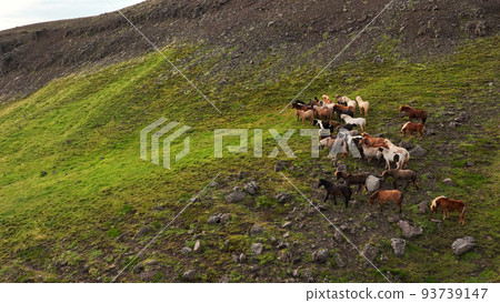 Icelandic horses grazing in the field. Icelandic horses grazing in the field. 93739147