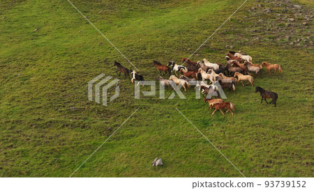 Icelandic horses grazing in the field. 93739152