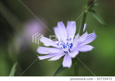 chicory flower 93739472