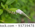 珍珠菜 珍珠菜 93739478