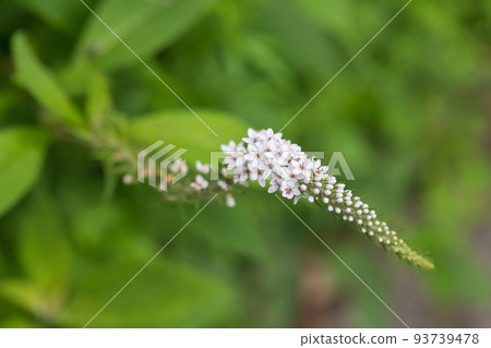 珍珠菜 珍珠菜 93739478