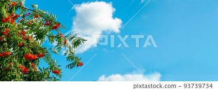 A branches of rowan with red berries background blue sky banner. Autumn and natural background. Autumn banner with rowan berries and leaves. Copy space. 93739734