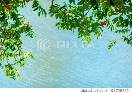 A branches of rowan with red berries banner background blue water. Autumn and natural background. Autumn banner with rowan berries and leaves. Copy space. A branches of rowan with red berries banner background blue water. Autumn and natural background. Autumn banner with rowan berries and leaves. Copy space. 93739735