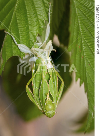 Phylliidae Walking leaf sheds its skin Phylliidae Walking leaf sheds its skin 93739905