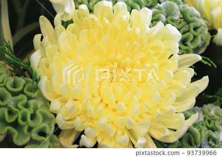 發布菊花黃花秋菊老草日精女花juke長年oika菊花黃花盆菊 發布菊花黃花秋菊老草日精女花juke長年oika菊花黃花盆菊 93739966