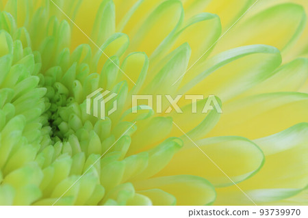 小距離拍,爆黃菊,黃花,秋菊,老草,日精,梅卡,手腳,圓年,站由卡,菊花,黃花,頭菊 小距離拍,爆黃菊,黃花,秋菊,老草,日精,梅卡,手腳,圓年,站由卡,菊花,黃花,頭菊 93739970