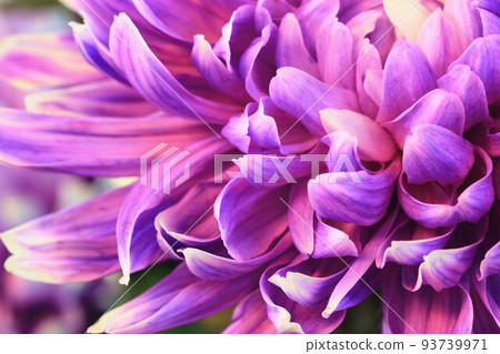 Fine distance beat, blue-purple blue chrysanthemum, yellow flower, autumn chrysanthemum, old grass, Nissei, women's flower, juke, long nen, oika, chrysanthemum, yellow flower, pot chrysanthemum 93739971
