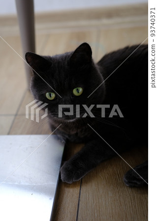 British shorthair cat head closeup with green eyes on brown background 93740371