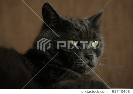 British shorthair cat head closeup with green eyes on brown background 93740408