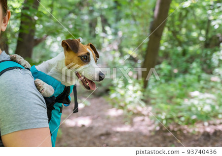 Caucasian woman walking outdoors with dog jack russell terrier in a special backpack. Caucasian woman walking outdoors with dog jack russell terrier in a special backpack. 93740436