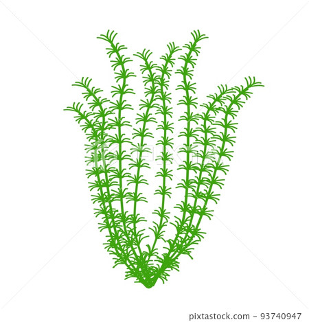 aaquaticplant aaquaticplant 93740947