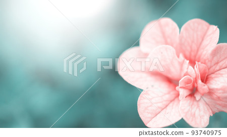 Impatiens flowers. Close up images of Double Impattiens rose are popular garden annuals. Derived from Busy Lizzie and New Guinea Impatiens. Double Impatiens roses very famous in Otaru Hokkaido Japan. 93740975