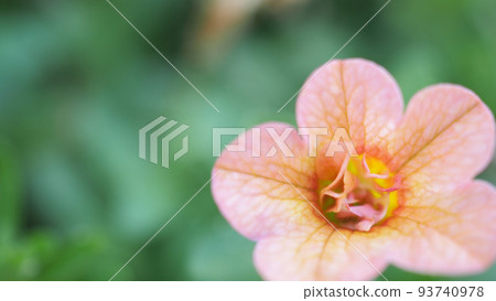 Impatiens flowers. Close up images of Double Impattiens rose are popular garden annuals. Derived from Busy Lizzie and New Guinea Impatiens. Double Impatiens roses very famous in Otaru Hokkaido Japan. 93740978