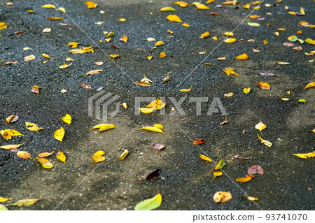 Fallen leaves on the asphalt 93741070