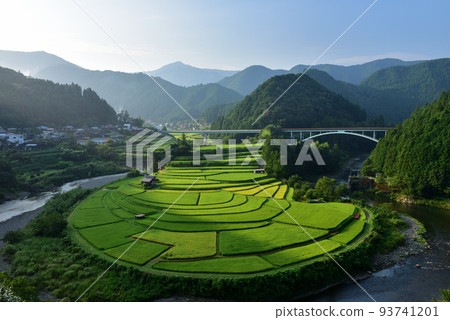 荒木島梯田開始變色 93741201