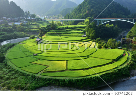 荒木島梯田開始變色 93741202