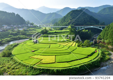 Aragi Island Terraced Rice Fields Beginning to Color 93741204