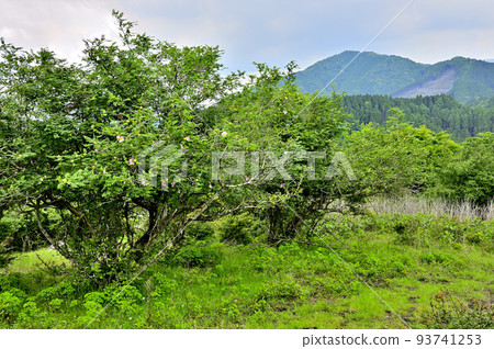 Two people under a tree in Nishitanzawa. 93741253