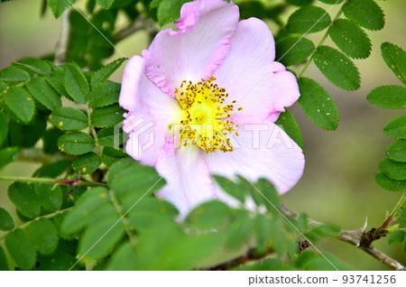 Two people under the tree in Nishitanzawa Large flower of Sansho rose 93741256