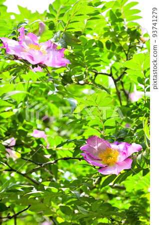 Nishitanzawa's Mt. Furo Sansho Rose 93741279