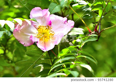 Nishitanzawa's Mt. Furo Sansho Rose 93741280