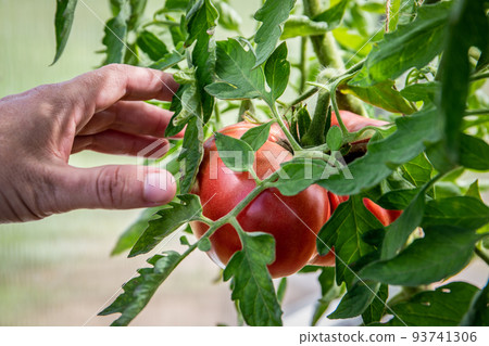 Big and juicy ripe red tomato in greenhouse 93741306