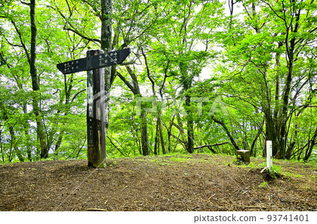位於西丹澤湯船山頂的新鮮綠色森林 位於西丹澤湯船山頂的新鮮綠色森林 93741401