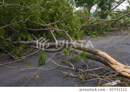 The tree was destroyed by the storm's intensity The tree was destroyed by the storm's intensity 93741522