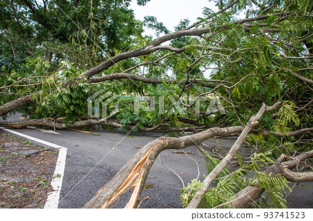 The tree was destroyed by the storm's intensity 93741523