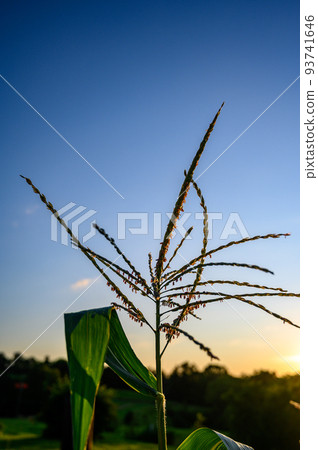 Row of sweet corn with pollen in a garden 93741646